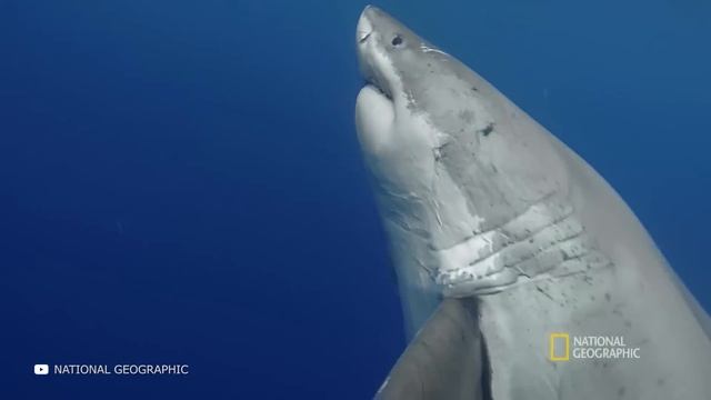 почему в черное море не заплывают акулы