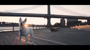 Мотивация учить английский   Евгений Курчанов