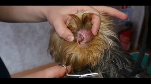 гигиеническая стрижка йорка в дома