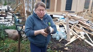 Сажаем лилию осенью. Проросла луковица?