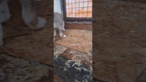 Щенки алабая, 1,5 месяца. Помёт ноябрь 2022 г. П-ик "ДОБРОНРАВ" #алабай  #САО #щенки #щенокалабая