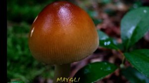 Гриб Поплавок шафранный.