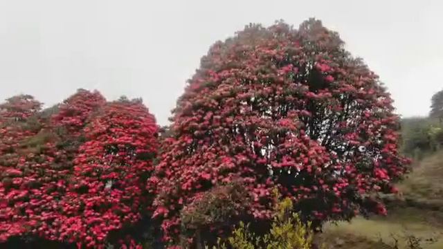 Rhododendron......#nature #panchthar#nepal смотреть онлайн