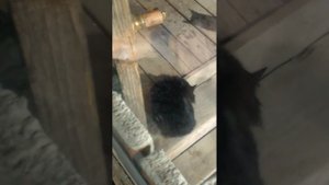 моя кошка 23 февраля делала джага джага со своим хахалем
