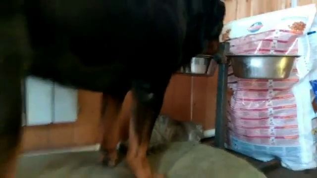 КОТЕНОК - ВОРИШКА. Котики и ротики 44 смотреть онлайн