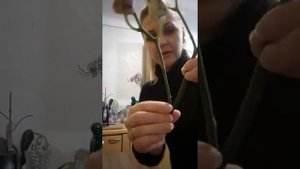 Размножение орхидей из цветоноса