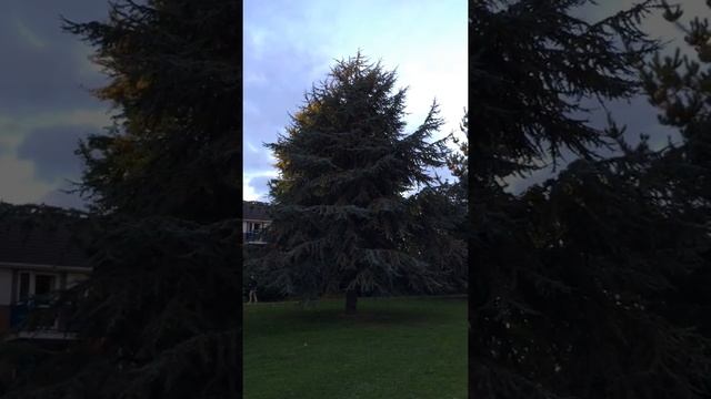 Blue Atlas cedar (Cedrus atlantica Glauca) - tree - October 2017