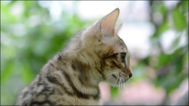 Харлей 3,5 месяцев смотреть онлайн