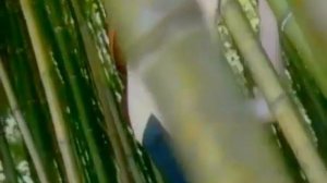 Твой день   Хуанхе