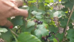 Черная смородина Биг Бен средне-раннего срока созревания