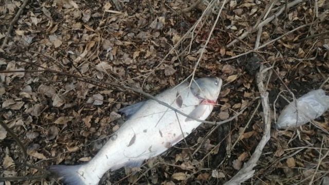 Бьём рекорды, толстолоб за ДЕСЯТКУ на джиг. смотреть онлайн