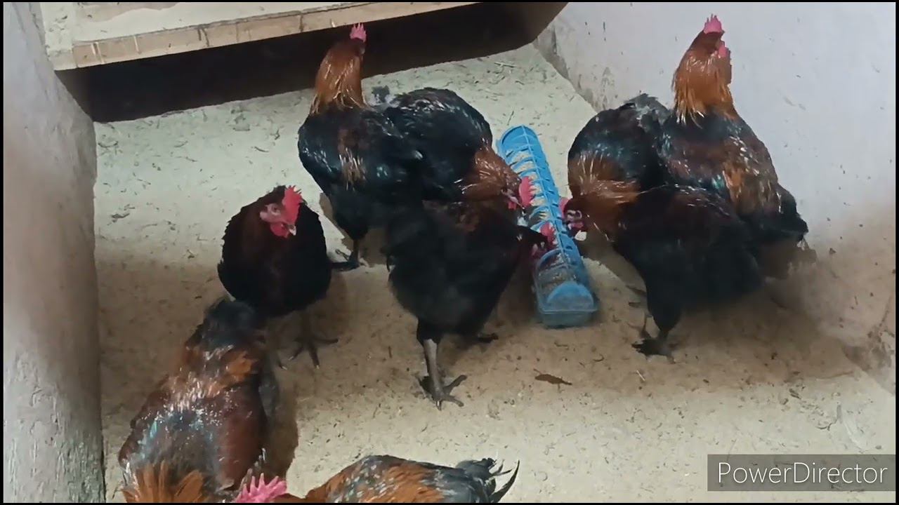 Распродажа цыплят и петухов смотреть онлайн