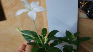 Алибертия