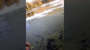 Как правильно ловить щуку в реке Миасс