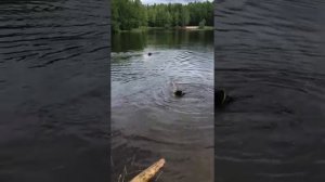 Французский бульдог не умеет плавать,счастливое спасение из воды