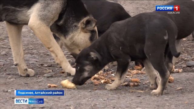 Отряд щенков обнаружила жительница Подсинего на территории бывшей птицефабрики смотреть онлайн