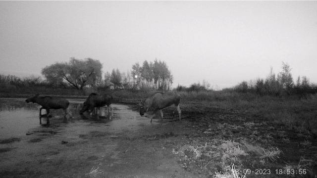 Фотоловушка в деле. Короткая нарезка видео с фото ловушки.