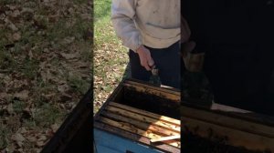 Готовим семьи к медосбору на акации 🐝