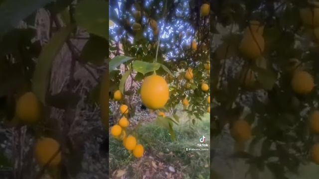 Как растут лимоны в лимоновом саду в Абхазии смотреть онлайн