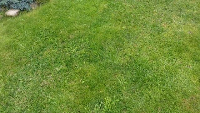 Сад малого ухода это РЕАЛЬНОСТЬ или МИФ? ГАЗОН часть # 1 смотреть онлайн