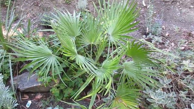 Growing Chamaerops humilis Palm