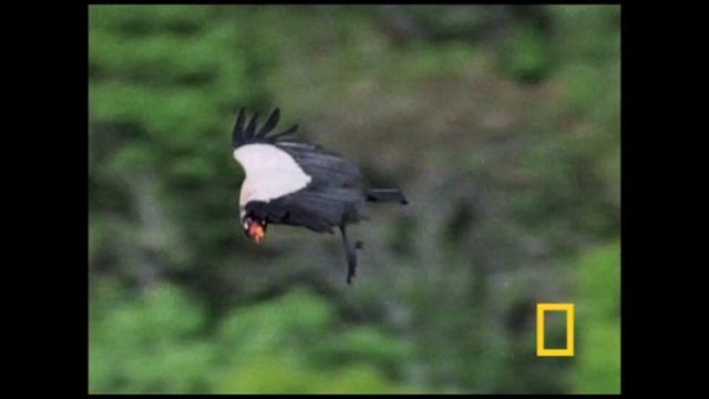 Королевский гриф смотреть онлайн