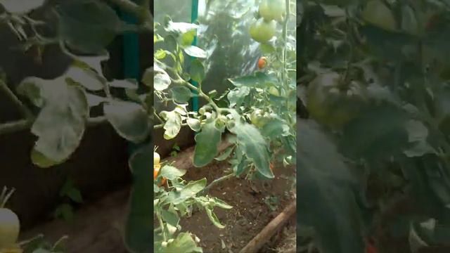 Обзор урожая в теплице ч1 смотреть онлайн