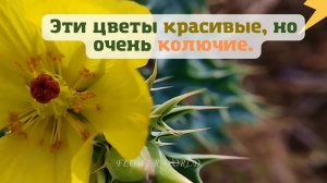Эти цветы красивые, но очень колючие.??