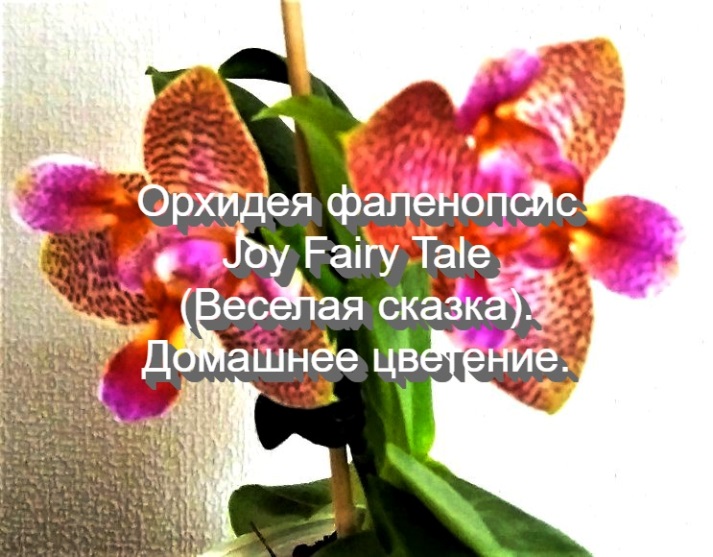 Орхидея Фаленопсис Joy Fairy Tale (Веселая сказка). Домашнее цветение.