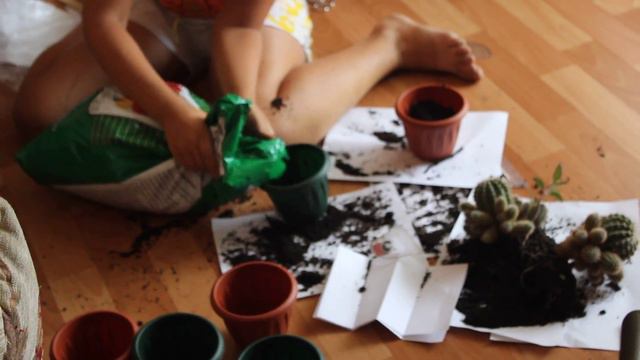 Пересаживаем кактусы смотреть онлайн