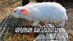 Кто такие кролики акселераты?