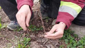 прививка вишни на поросль вишни улучшенной копулировкой с язычком