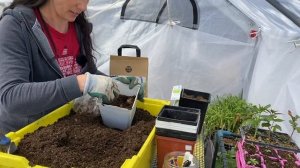 Potting Dahlia, Crocosmia, and Acidanthera