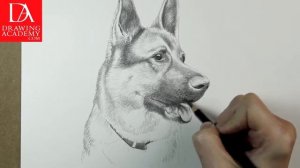 How to Draw Dogs presented by Drawing Academy .com 41-3