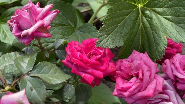 Буйство красок! Цветение лета смотреть онлайн