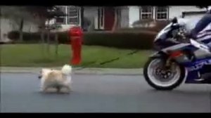 Old Suzuki Commercial LOL