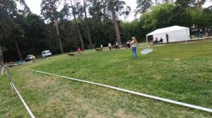 22.08.2020 Монопородная выставка немецких овчарок КЧК, Тольятти. Рабочие кобели 2