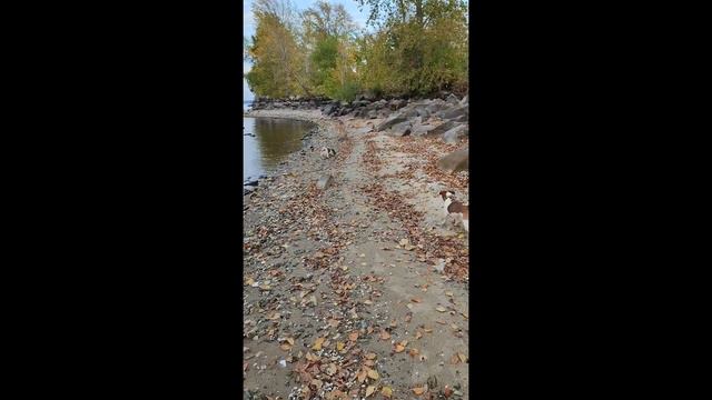 Джек Рассел терьер. Отец и дочь смотреть онлайн