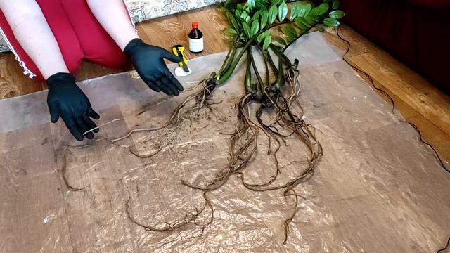 ЗАМИОКУЛЬКАС | ПЕРЕСАДКА В ПРАВИЛЬНЫЙ ГРУНТ | ПОДРЕЗАТЬ ЛИ КОРНИ? смотреть онлайн