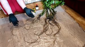 ЗАМИОКУЛЬКАС | ПЕРЕСАДКА В ПРАВИЛЬНЫЙ ГРУНТ | ПОДРЕЗАТЬ ЛИ КОРНИ?