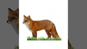 Старшая группа 4-5 лет.  Рисование. Лиса