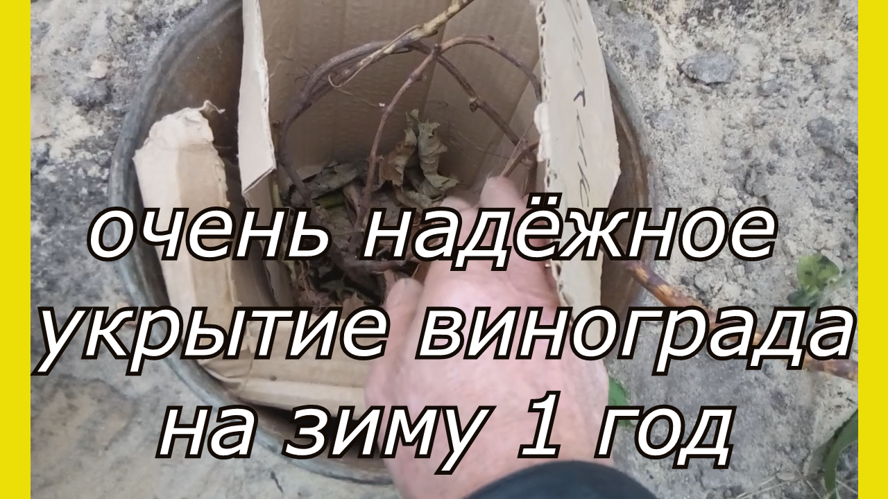 Виноград.Как укрыть молодой виноград.Подготовка винограда к зиме.Укрытие винограда на зиму 1 год