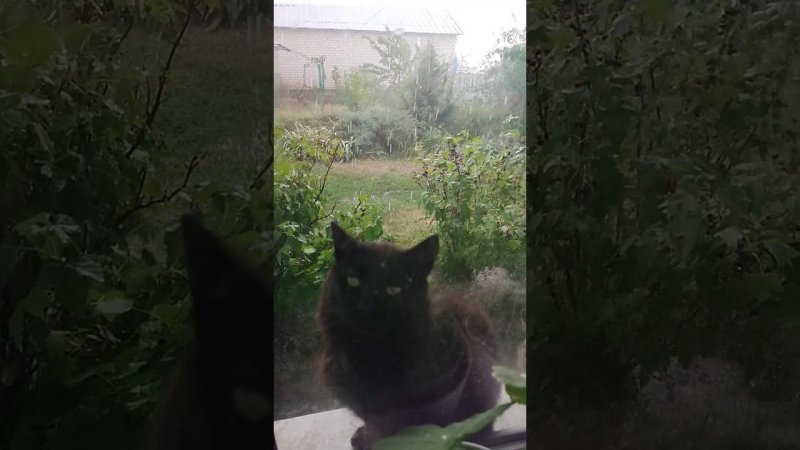 Ливень после жары
