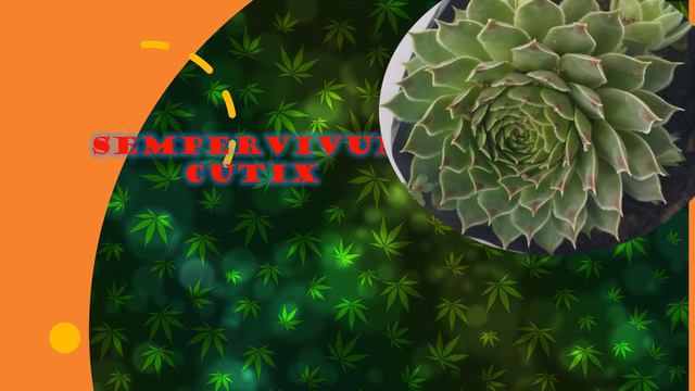 SUCCULENT'S IDENTIFICATION & DESCRIPTION смотреть онлайн