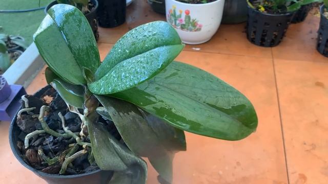 A bottle! Suddenly the orchid garden bloomed with all kinds of magical flowers смотреть онлайн