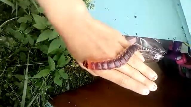 Супер big гусеница / она меня укусила!!!! смотреть онлайн