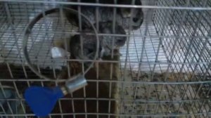 ШИНШИЛЛА КОРМЛЕНИЕ МОРКОВКОЙ