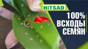 Замачивание семян в листе алоэ ✔️ Семена в листике алоэ