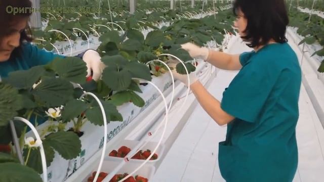 Выращивание клубники. Бизнес идея смотреть онлайн