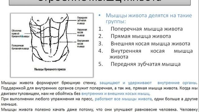 строение мышц живота